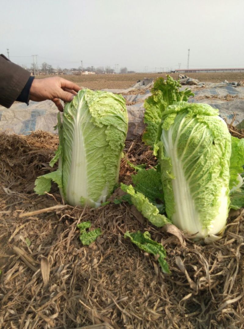 定州大白菜购销~北京新三号4~6斤价格美丽