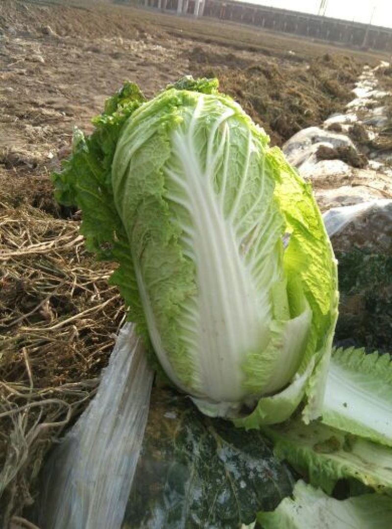 定州大白菜购销~北京新三号4~6斤价格美丽