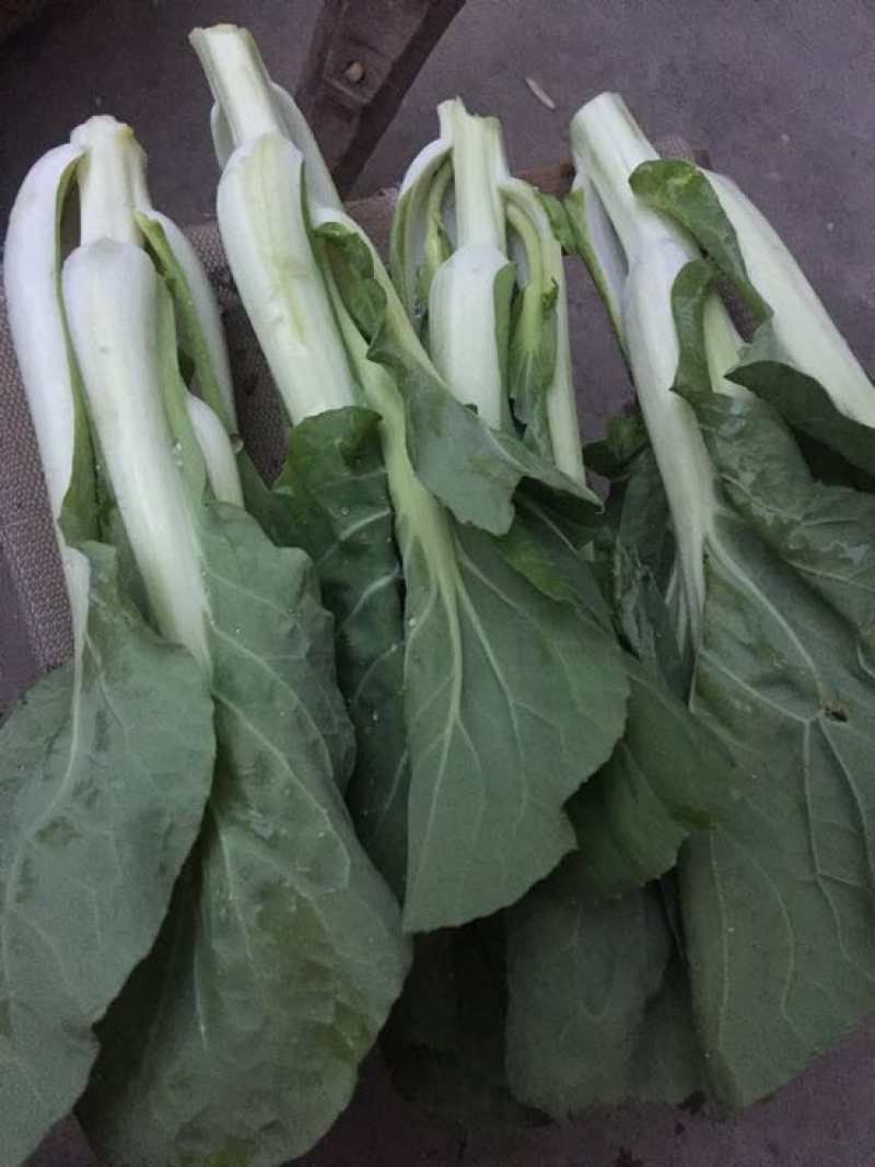 白菜苔