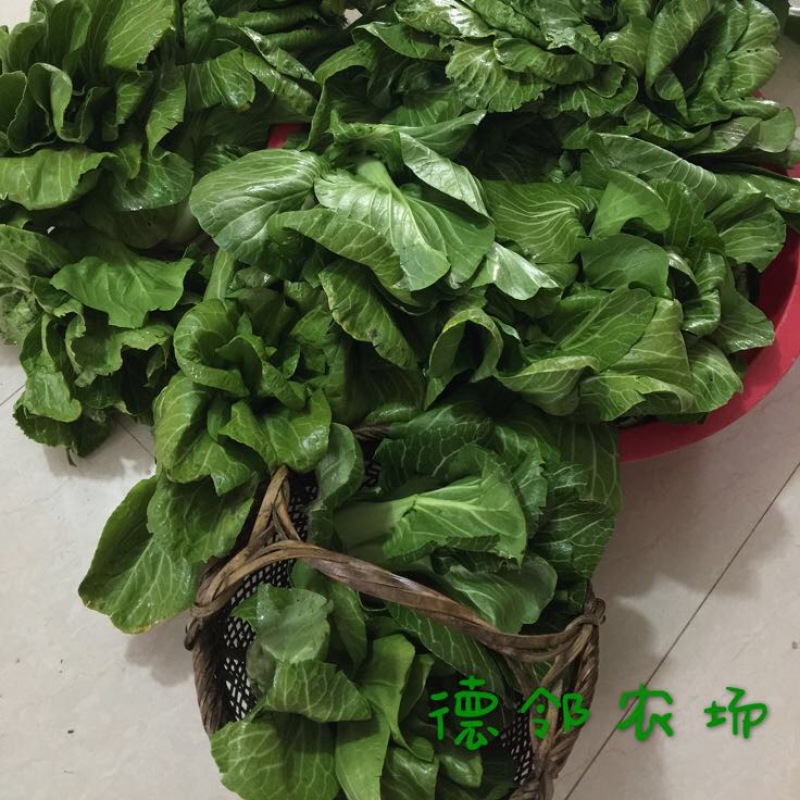 白菜苔