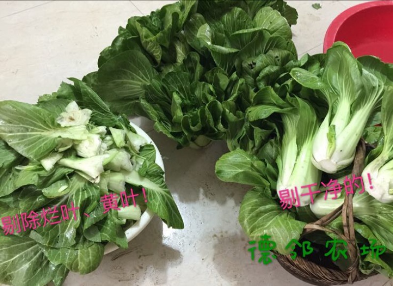 白菜苔
