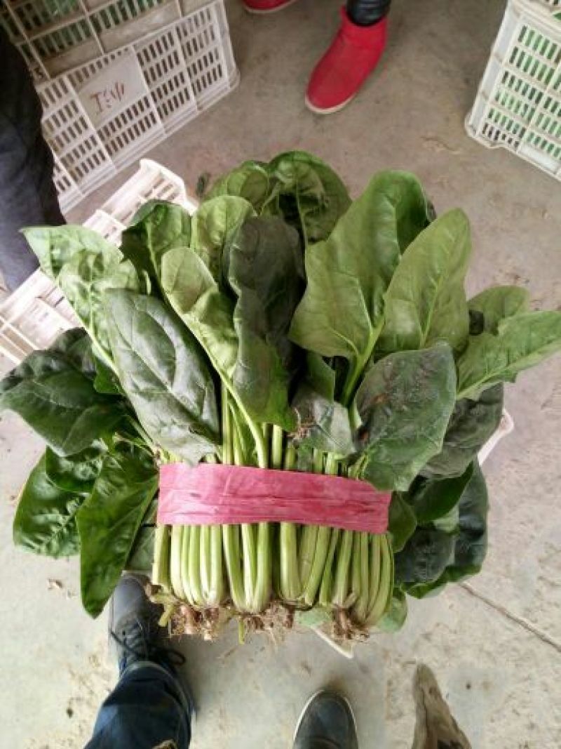 大叶菠菜25~30厘米
