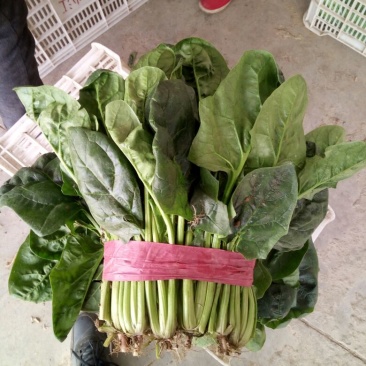 大叶菠菜25~30厘米