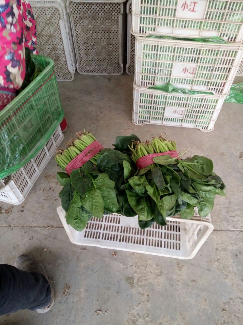大叶菠菜25~30厘米