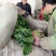 大叶菠菜25~30厘米