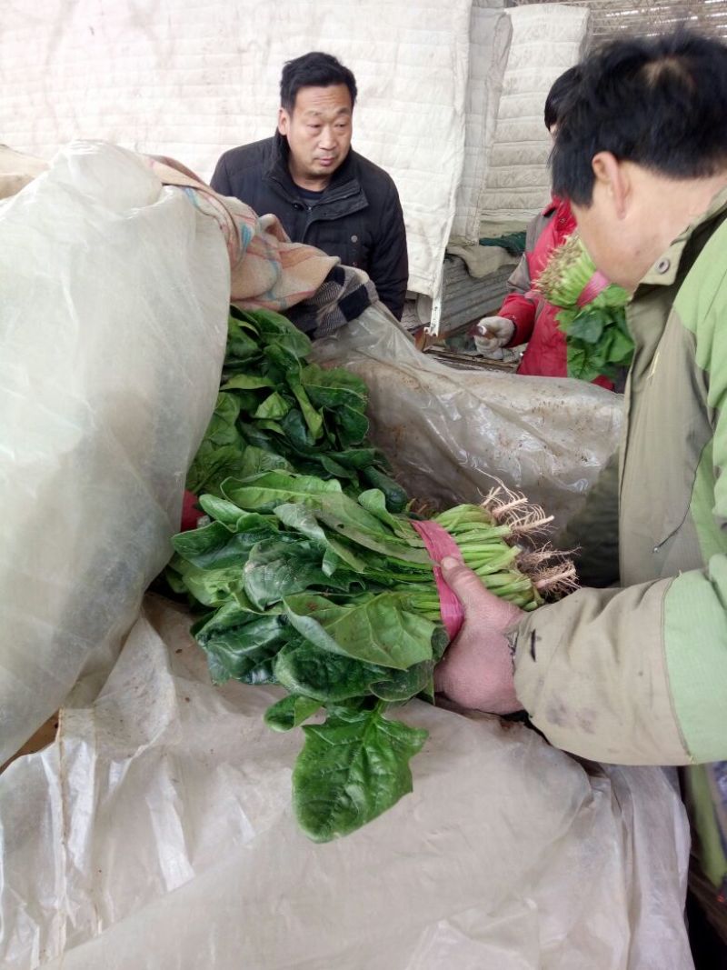 大叶菠菜25~30厘米