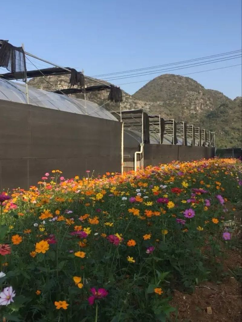 波斯菊种子混色绿化专用，花色多种，可绿化，护坡