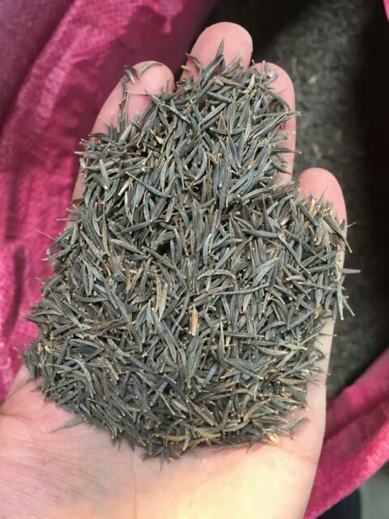 波斯菊种子混色绿化专用，花色多种，可绿化，护坡