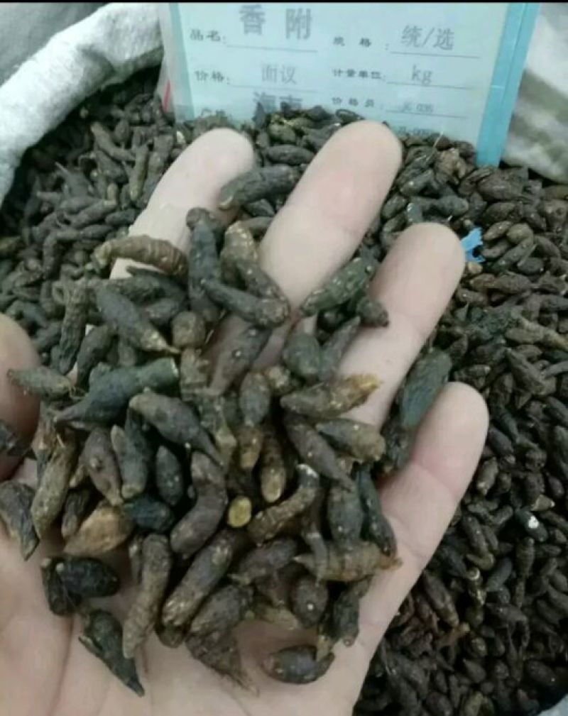 无硫香附香附个子中药材批发零售新货