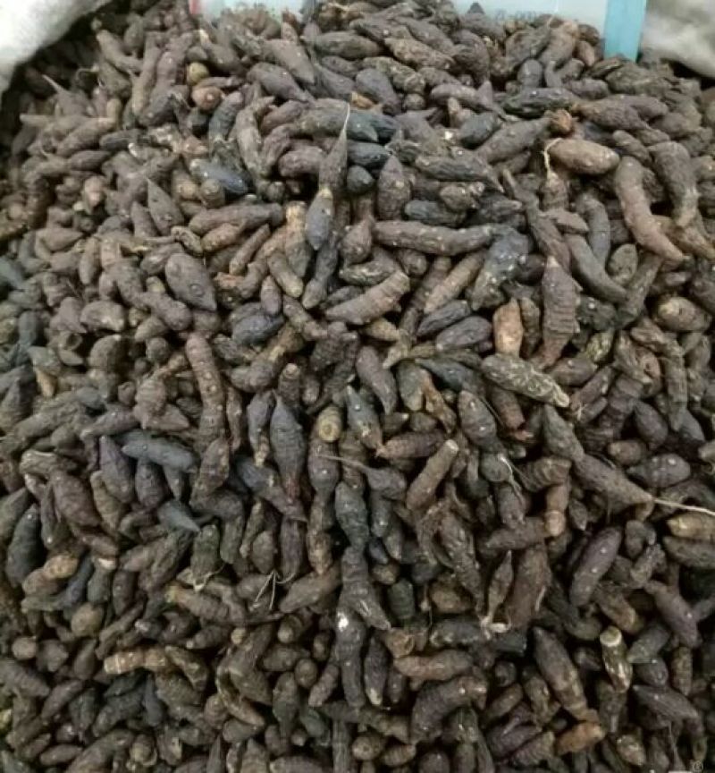 无硫香附香附个子中药材批发零售新货