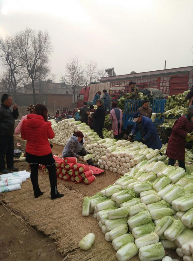 【农家菜】北京三号白菜4~6斤农家鲜嫩现摘青菜欢迎来电