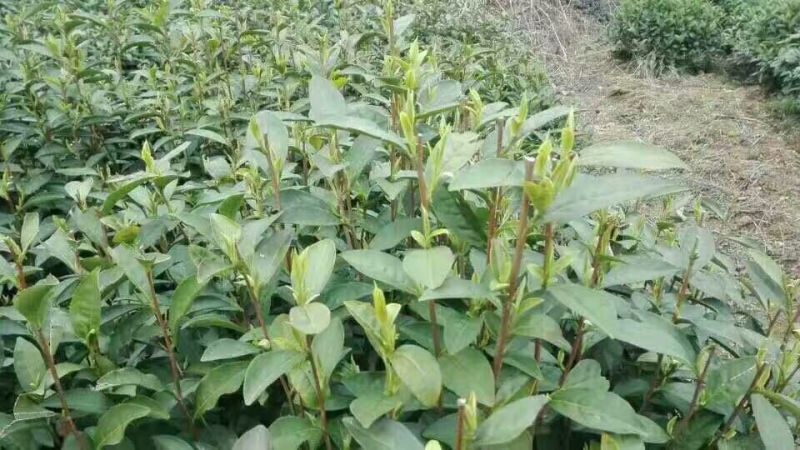 本山茶二级
