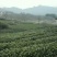 本山茶二级