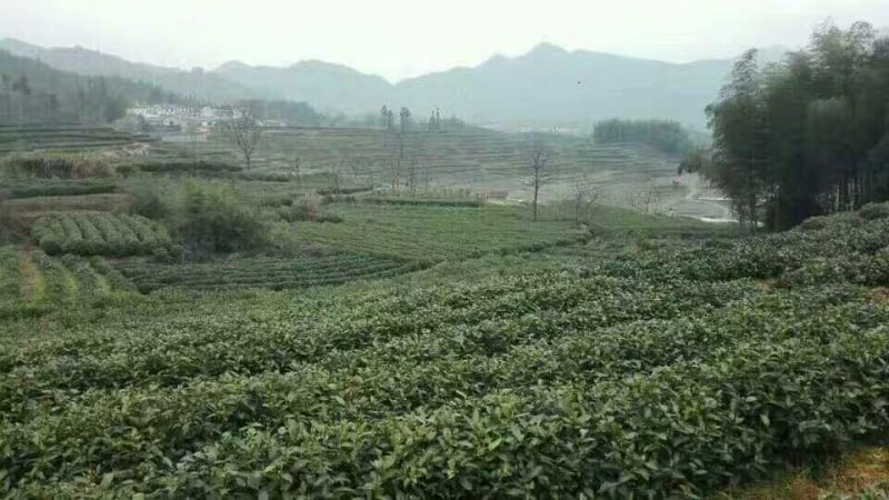 本山茶二级