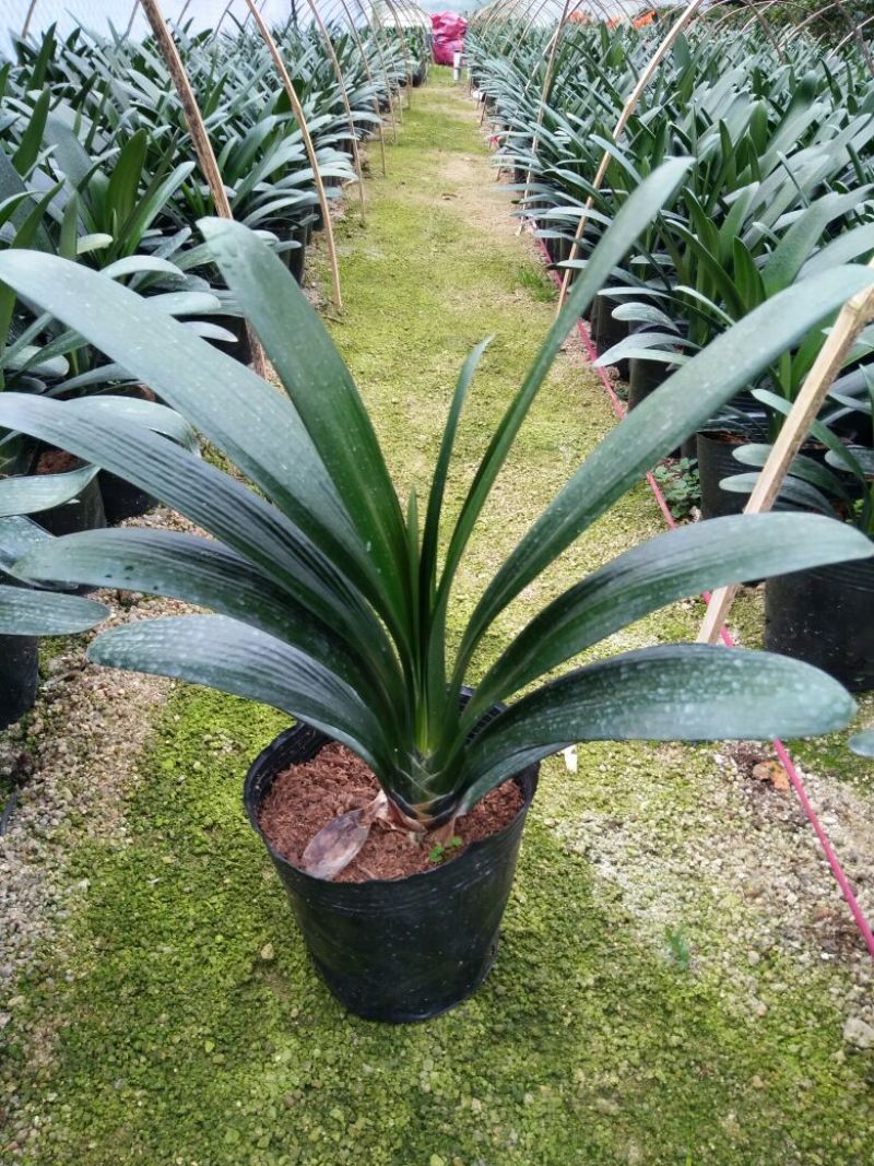 君子兰