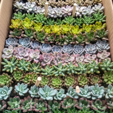多肉植物含盆