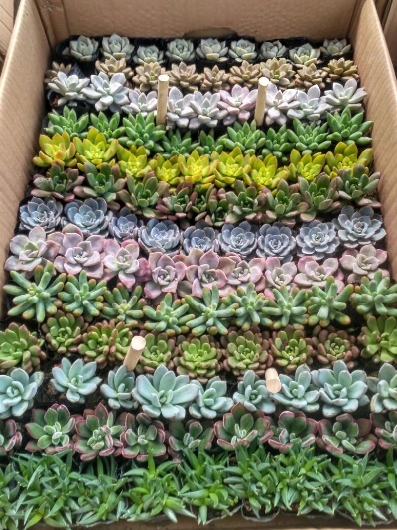 多肉植物含盆