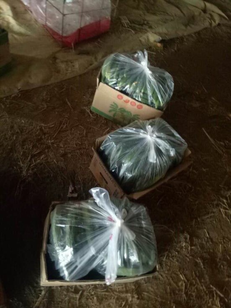 大棚黄瓜大量出售！质量保证！