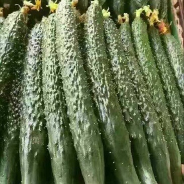 大棚黄瓜大量出售！质量保证！