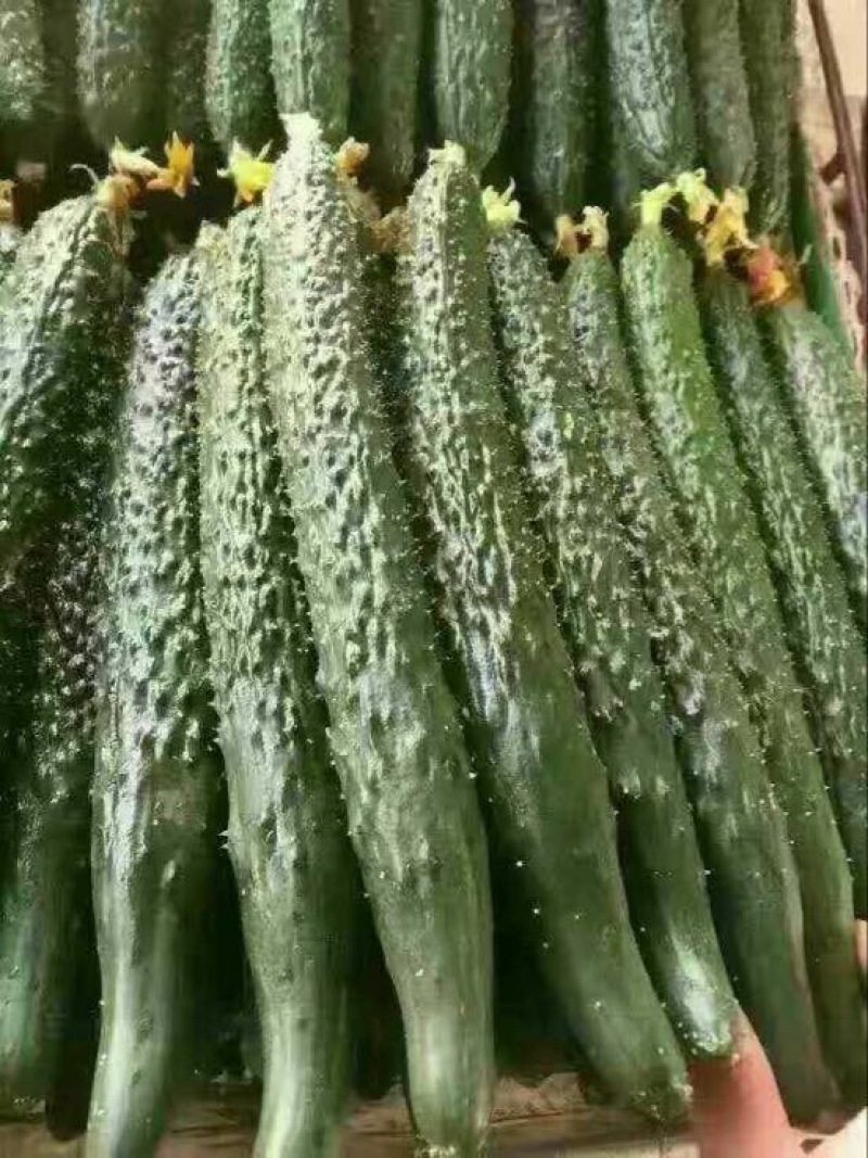 大棚黄瓜大量出售！质量保证！