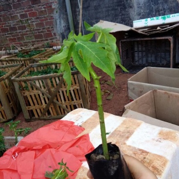 木瓜树苗20~30cm