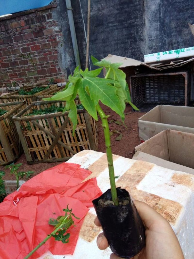 木瓜树苗20~30cm