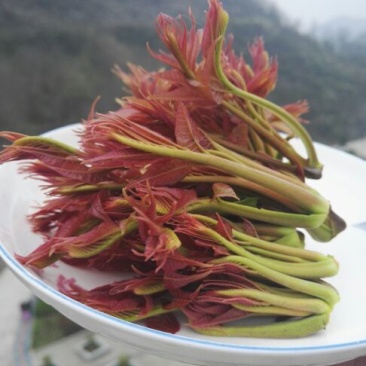 香椿芽红油香椿郧西地标产品