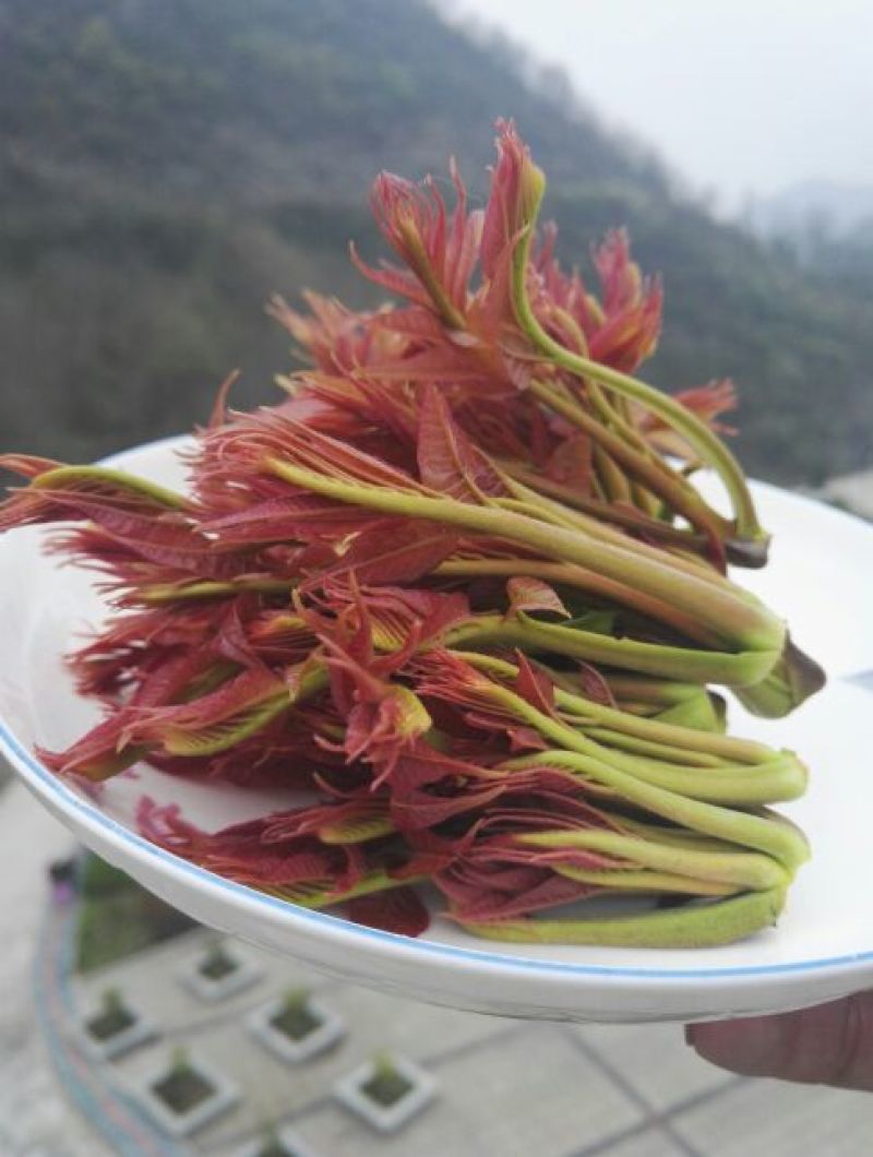 香椿芽红油香椿郧西地标产品