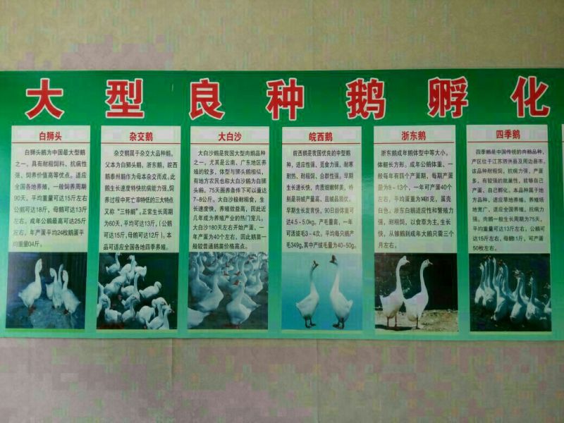 三花鹅苗250g以下