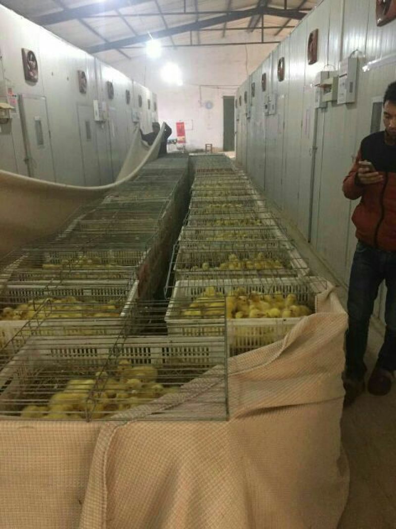 三花鹅苗250g以下