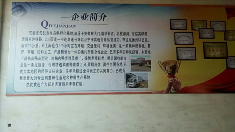 三花鹅苗250g以下