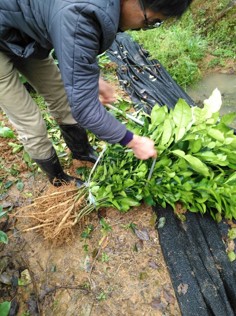 沙田柚子苗湖南沙田柚苗品种苗苗粗壮价格优