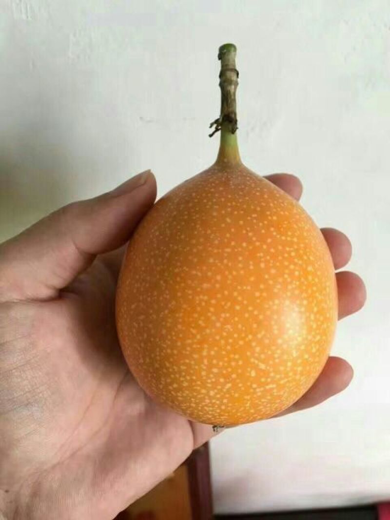 哥伦比亚黄金百香果种苗10~20cm