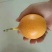 哥伦比亚黄金百香果种苗10~20cm