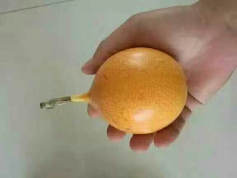 哥伦比亚黄金百香果种苗10~20cm