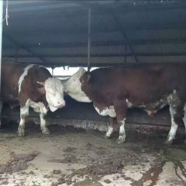 肉牛