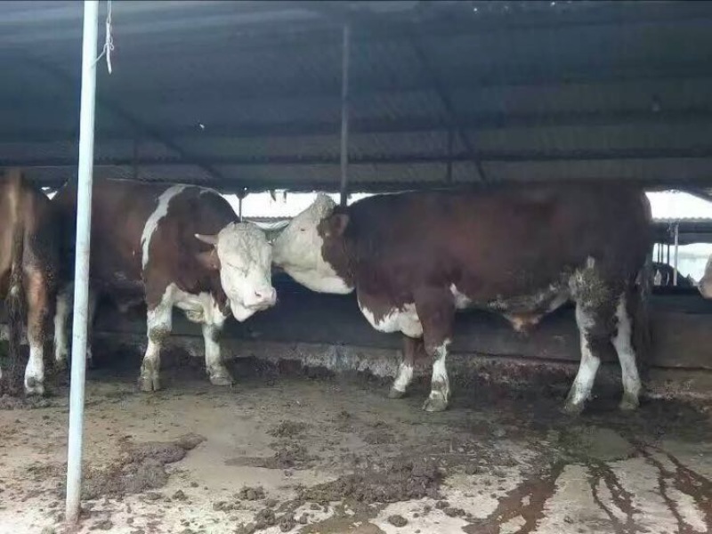 肉牛
