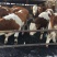 肉牛