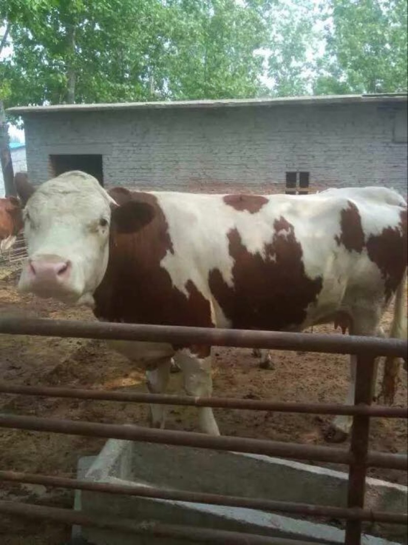 肉牛