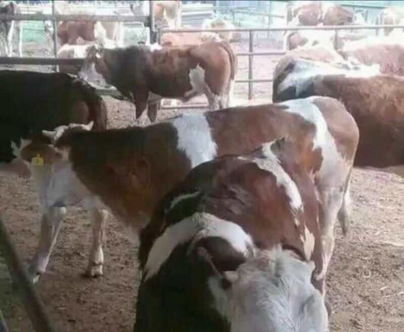 肉牛
