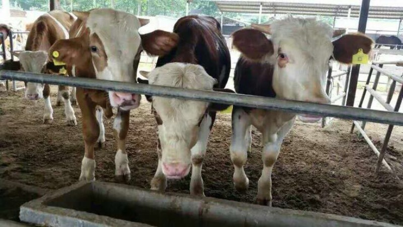 肉牛