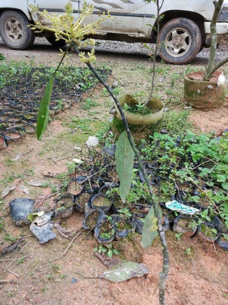牛油果苗30~50cm