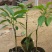 牛油果苗30~50cm