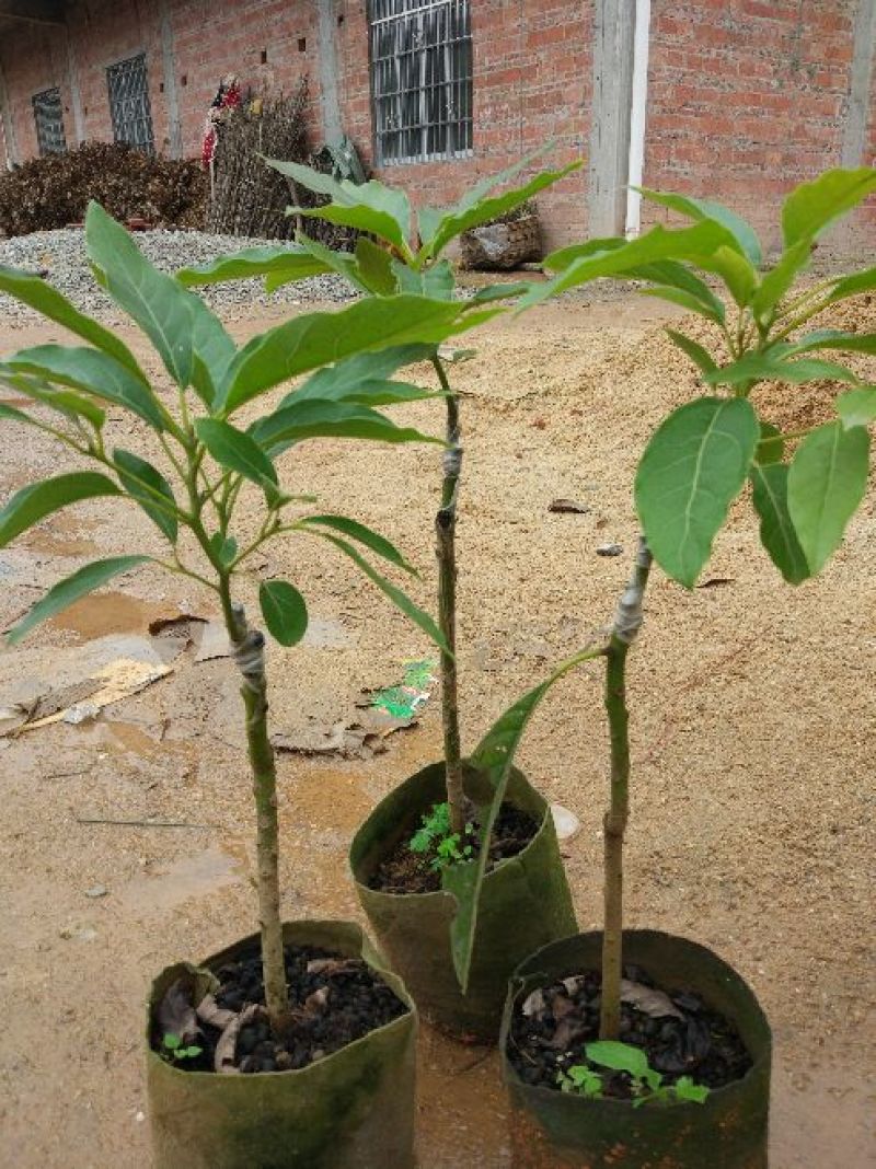 牛油果苗30~50cm