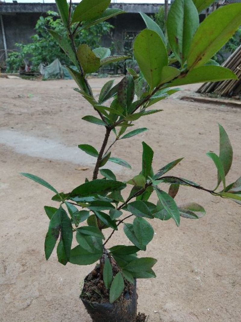 樱桃树苗2年50~80cm