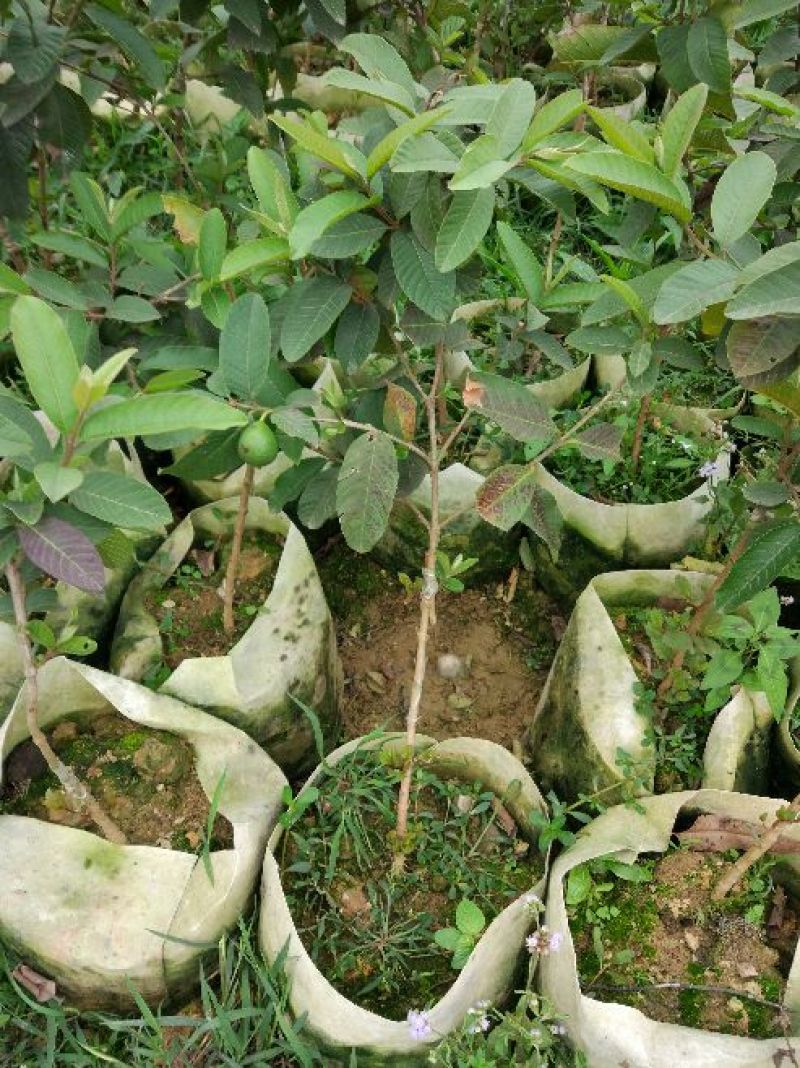 西瓜番石榴苗30~50cm