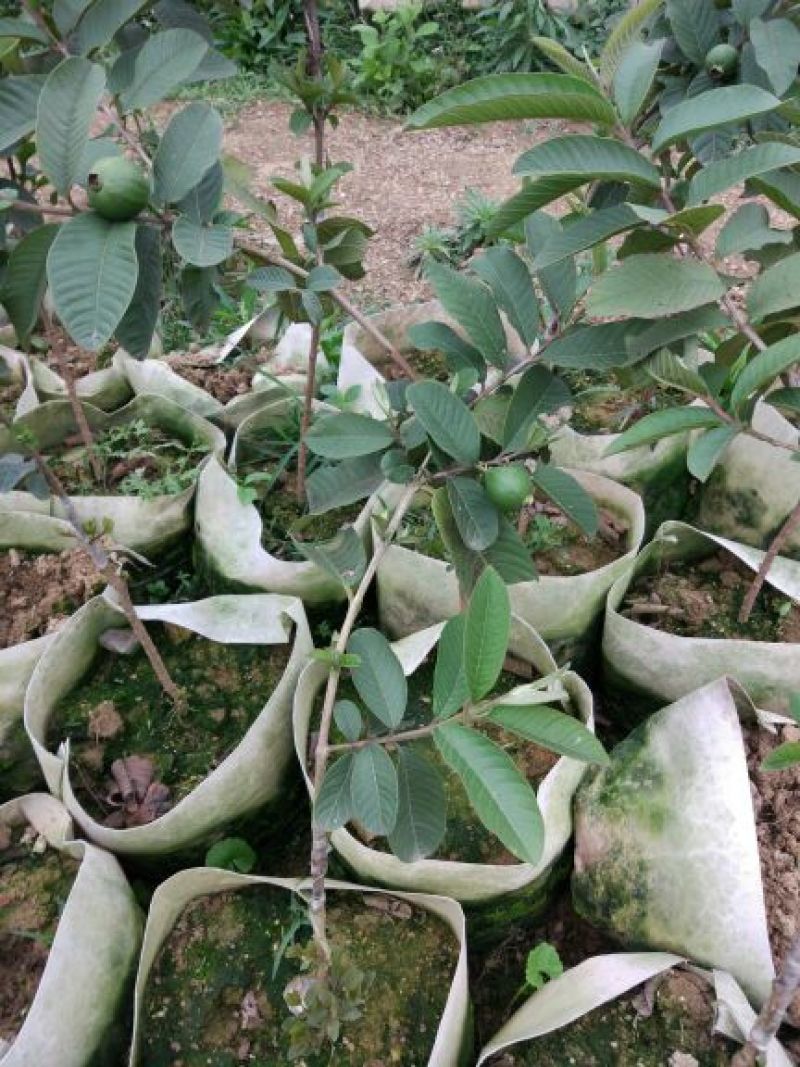 西瓜番石榴苗30~50cm