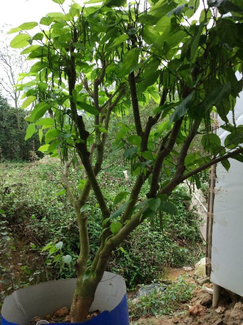 长果桑树苗80cm