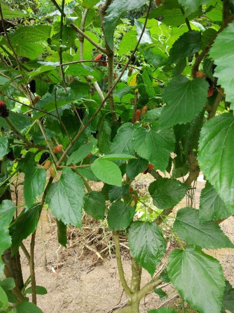 长果桑树苗80cm