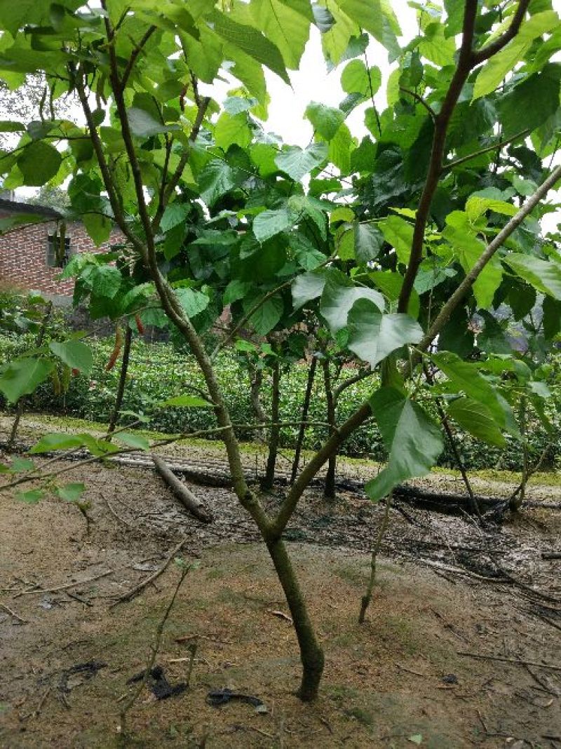 长果桑树苗80cm